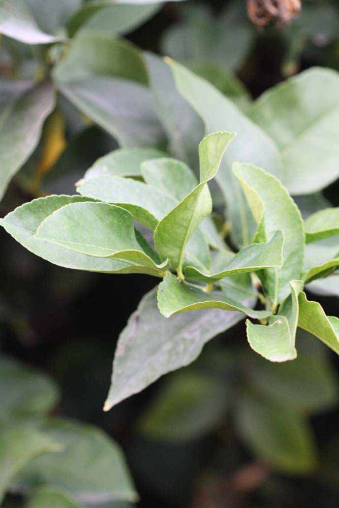               Sun leaves (Doctor Strong, Riverside,   CA)   